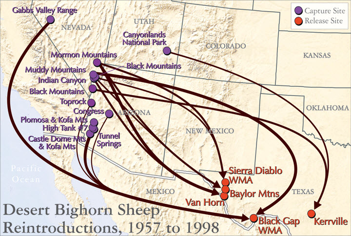 Texas Landscape Project: Map of the Reintroduction of Desert Bighorn Sheep to Texas