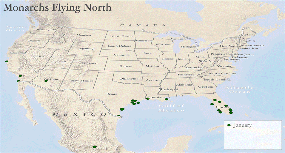 Texas Landscape Project: Map of the Northward Migration of the Monarch Butterfly